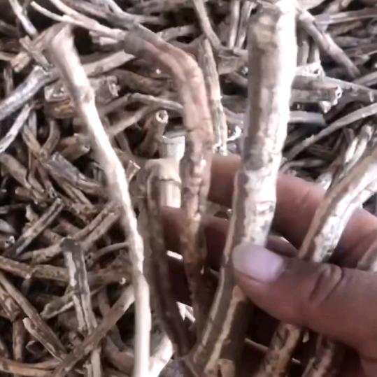 可乐    丹皮丹参片子  颗粒