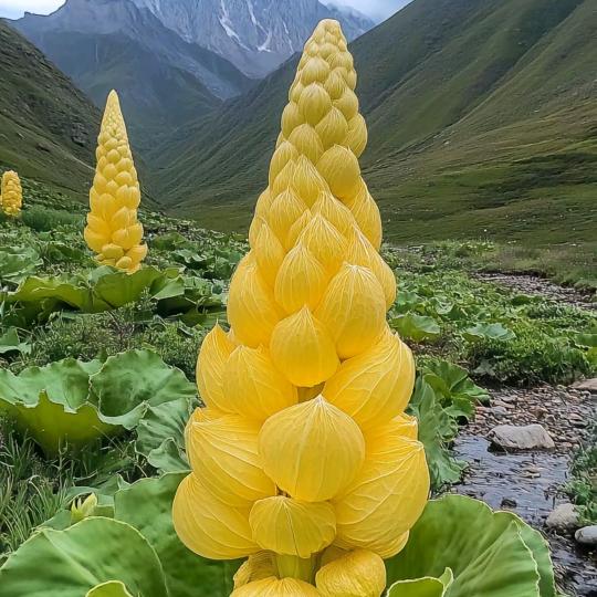 春天的梅花