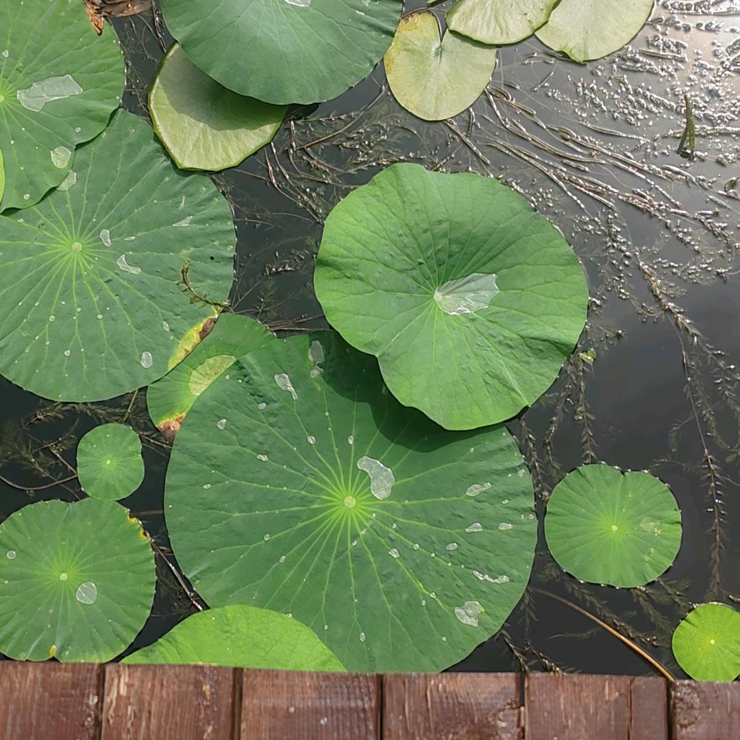 独处渡劫