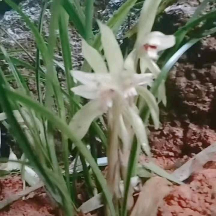 单亲妈妈