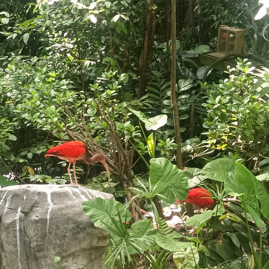 huan