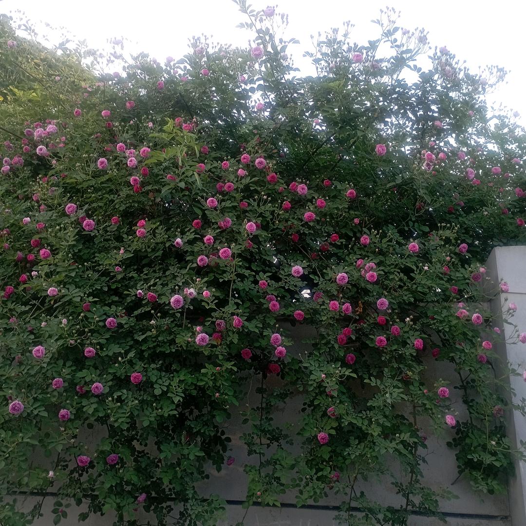 无期的未来