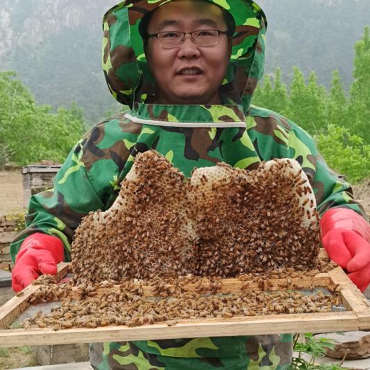 养蜂人阿亮