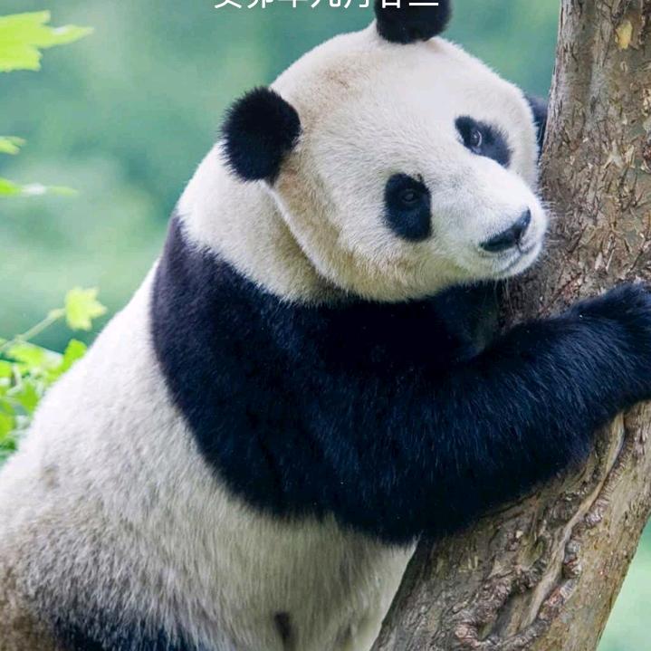 大熊猫。