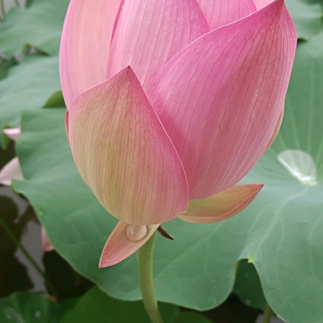 阿吕