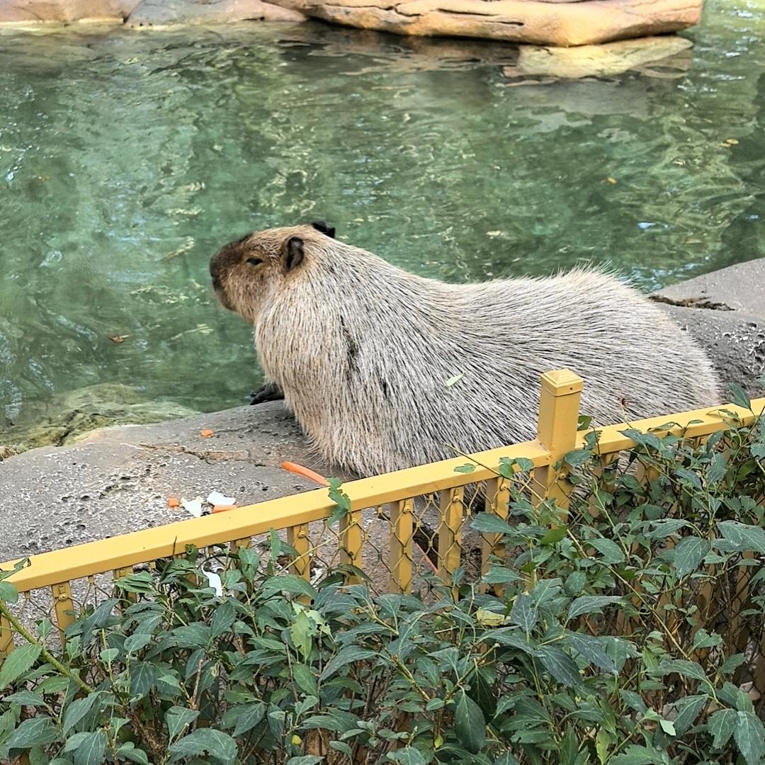 不暴怒好脾气