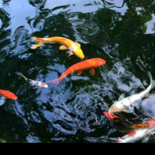 萌中有萌自然萌