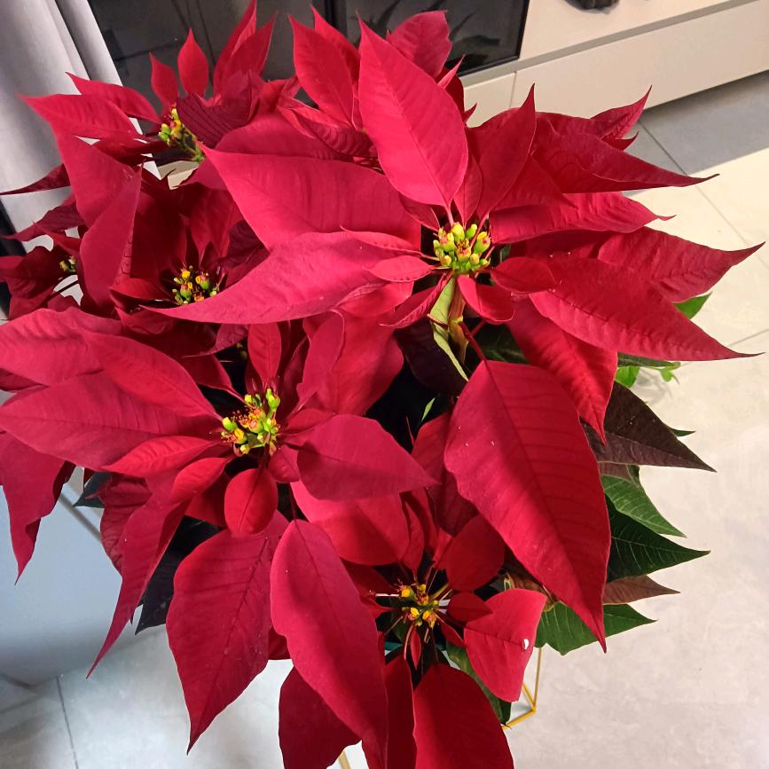 太阳花