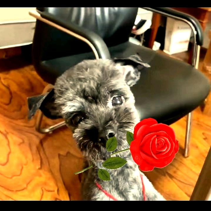 萌宠大师宠物用品超市（创业路店）