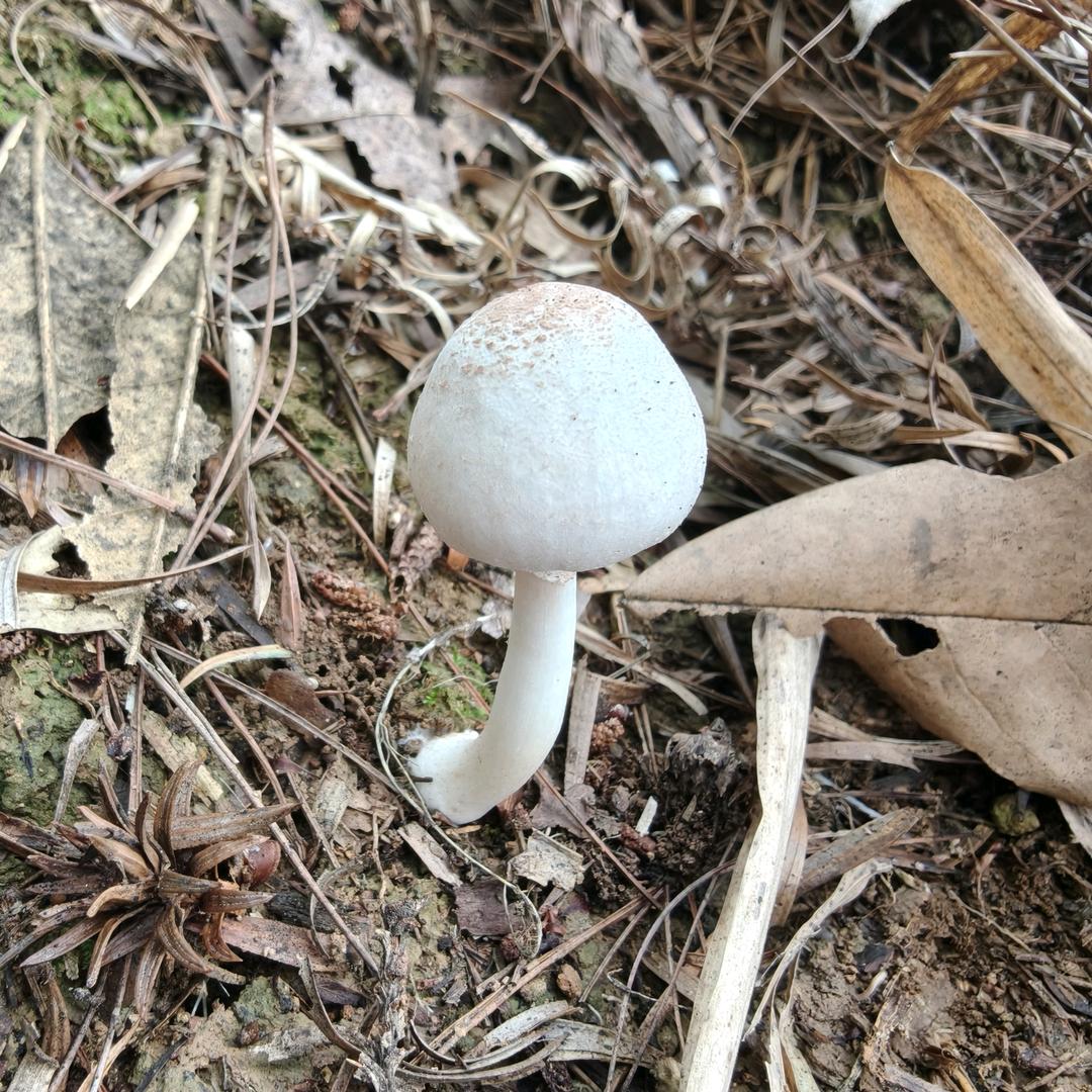申雄