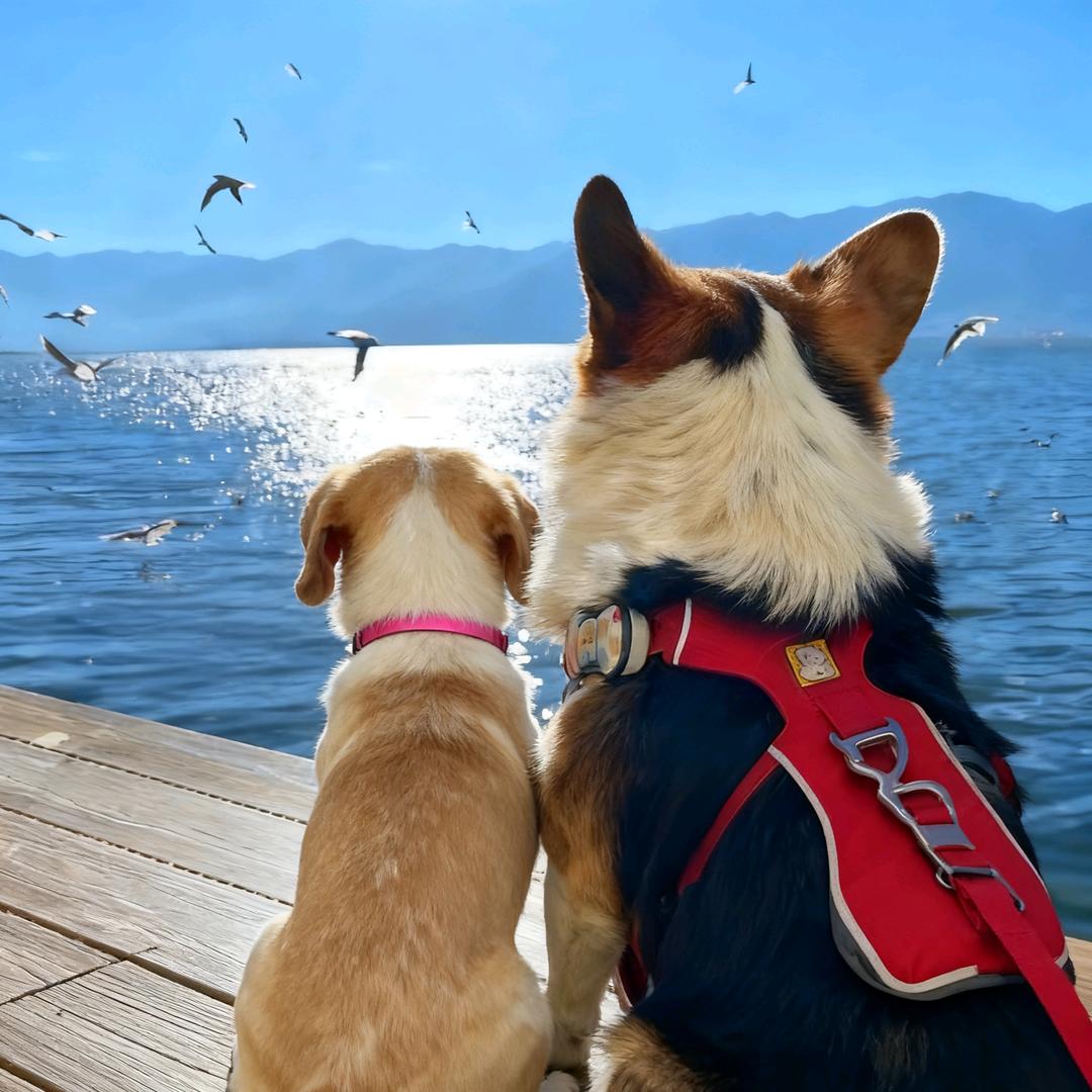 一只魚