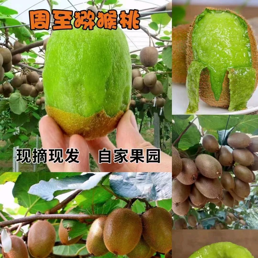 周至县鲜野果缘农业发展有限公司