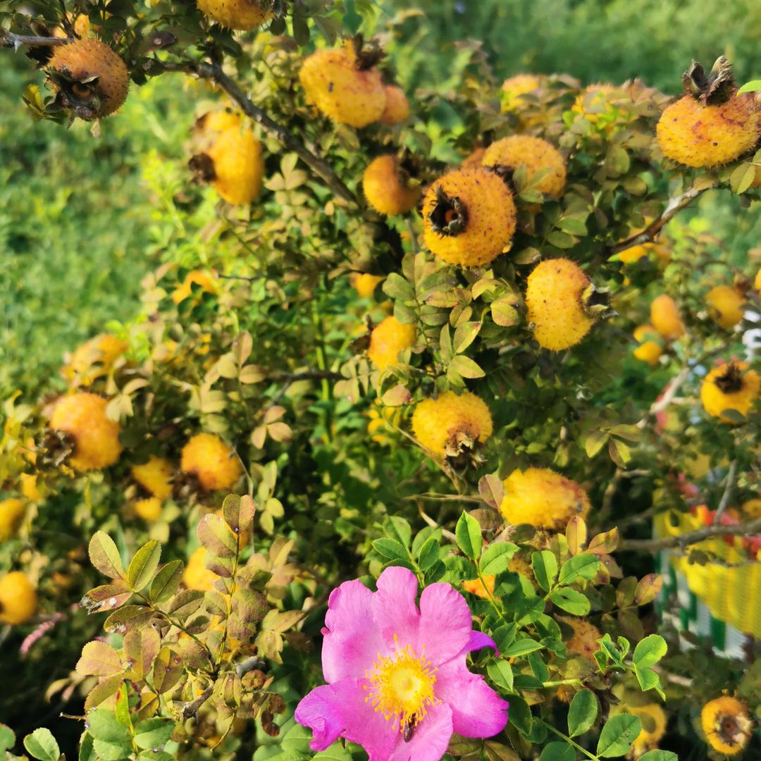 栀子花3