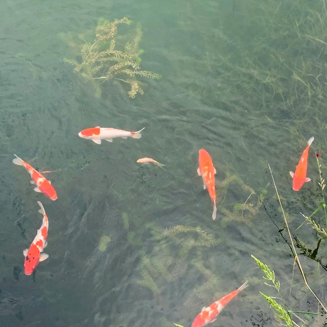 红豆沙手