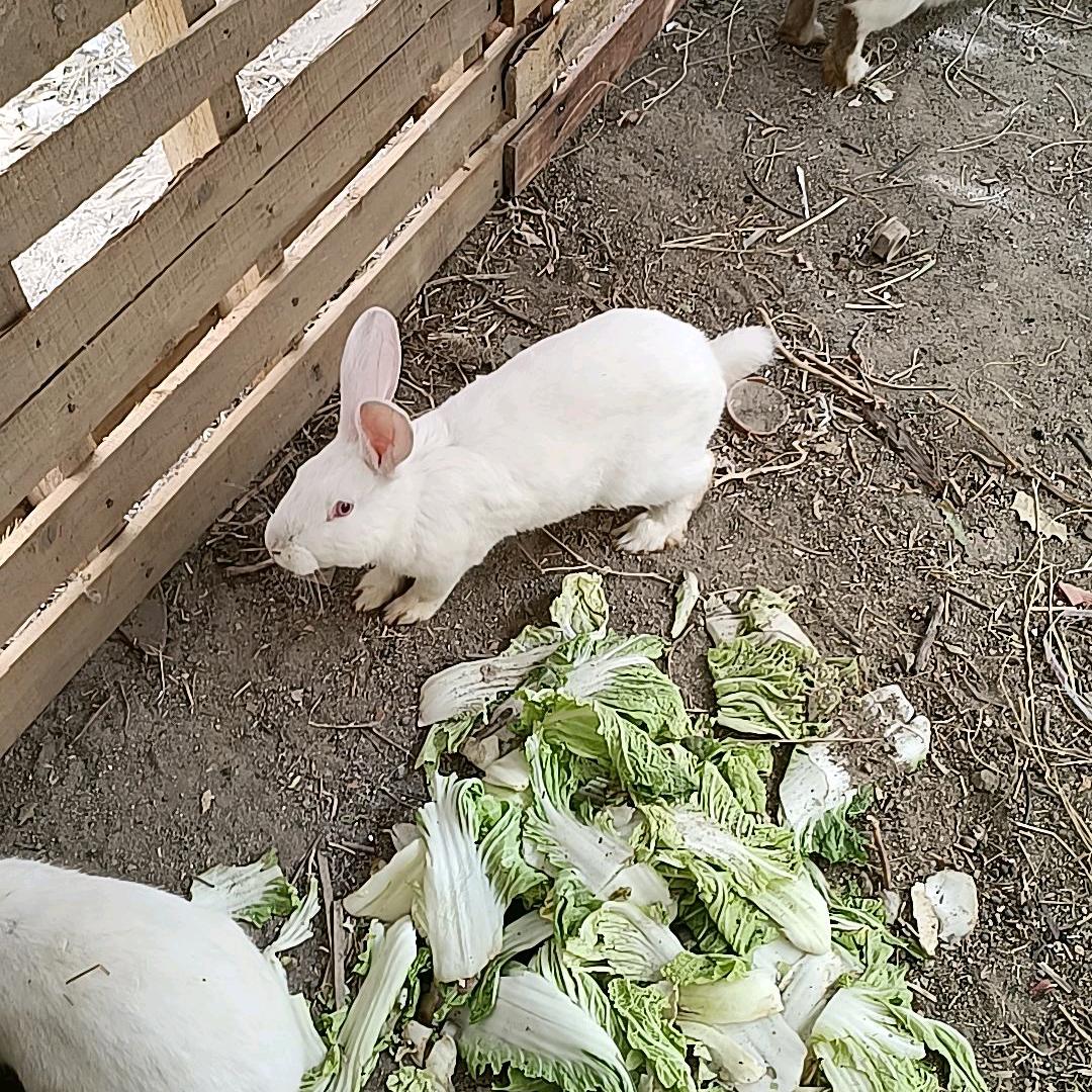 芳芳姐（不固定时间）