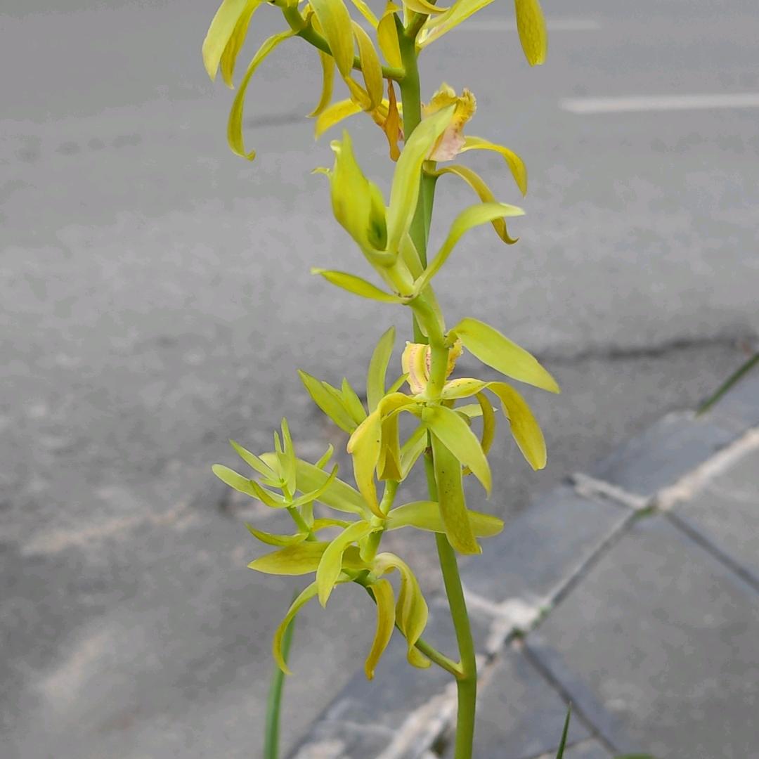 兰花人