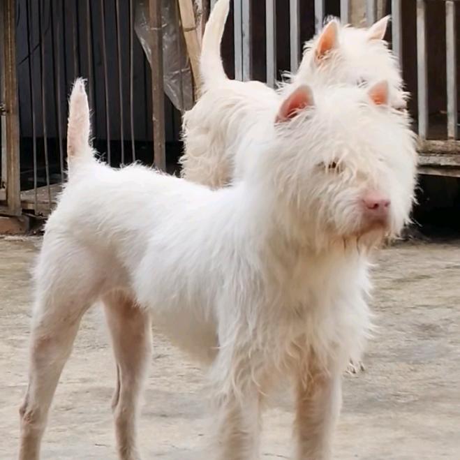 小陈寻猎犬下司犬