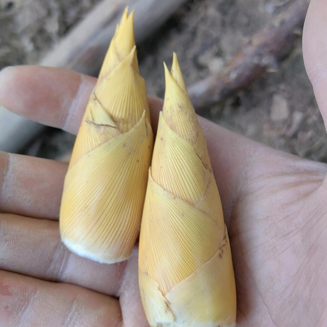 ⛑️⛑️⛑️⛑️⛑️⛑️