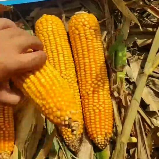 阜阳市颍东区一分利农资经营部