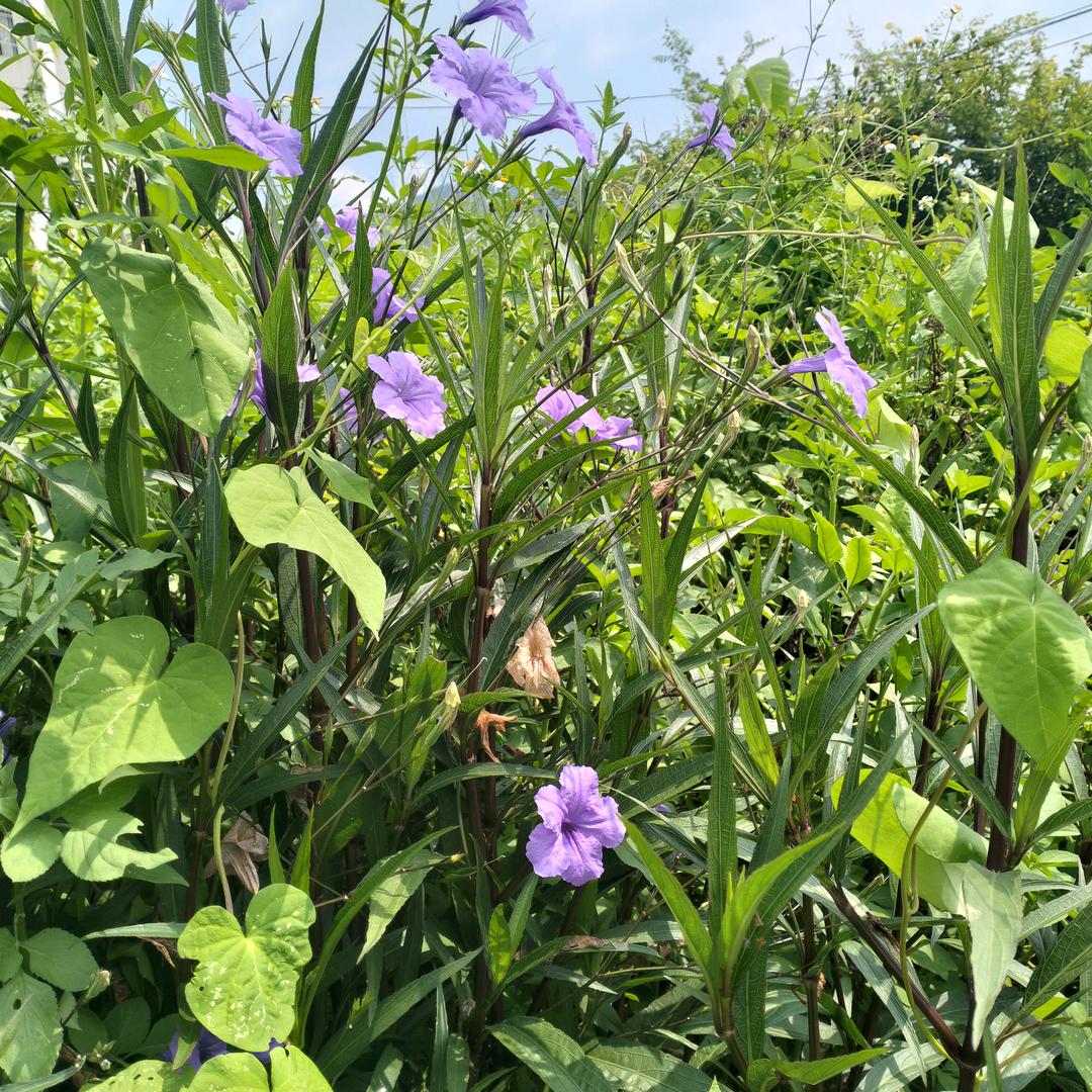 龙南华艺时代石器食代汽锅生态鱼店💖亮总
