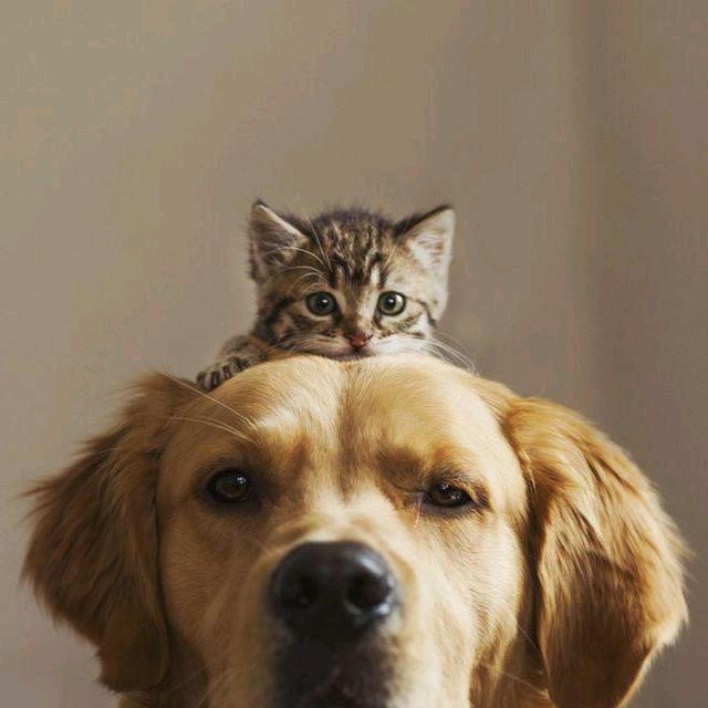 不知道取个啥名字哦