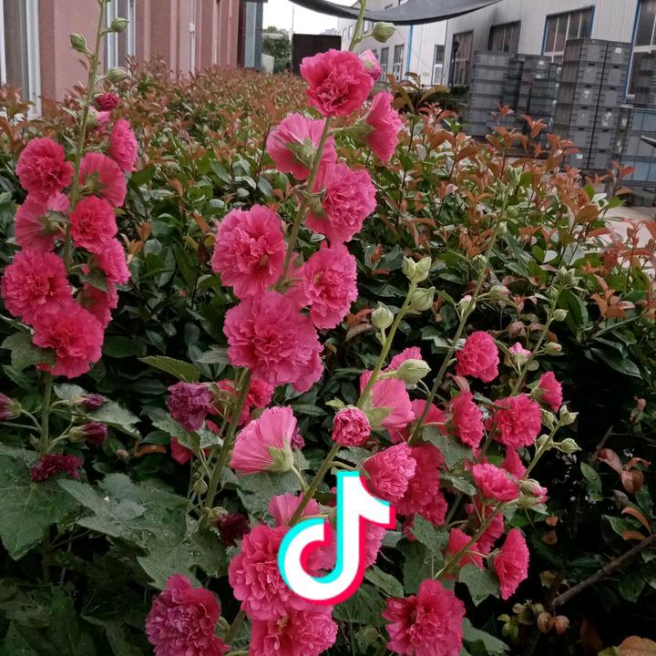 贵州姑娘肥东媳妇