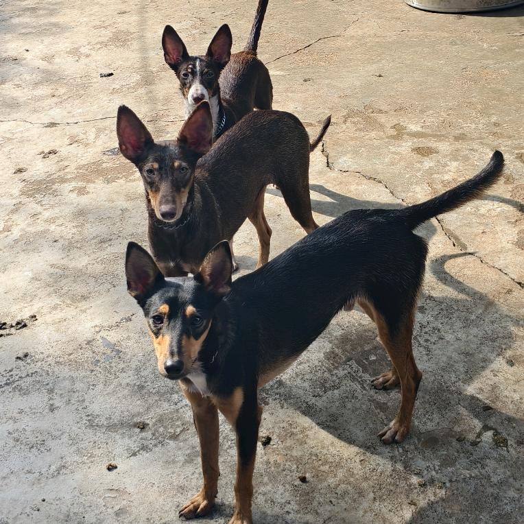 自贡诚信犬舍   小余