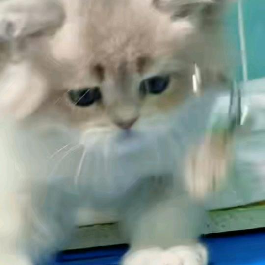 魔皇小鲁