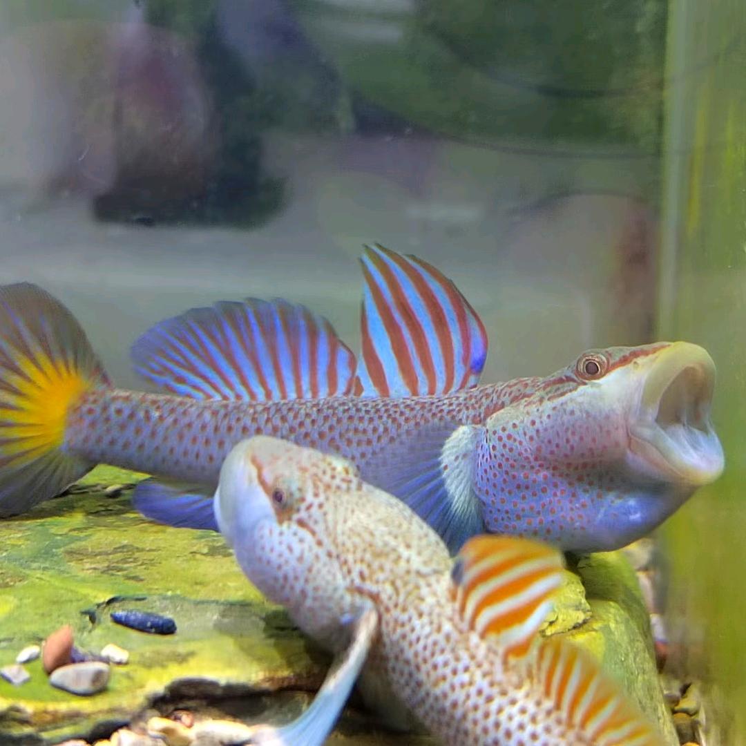 牧溪🎣