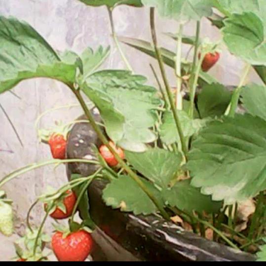 杨柳房小主翟海燕