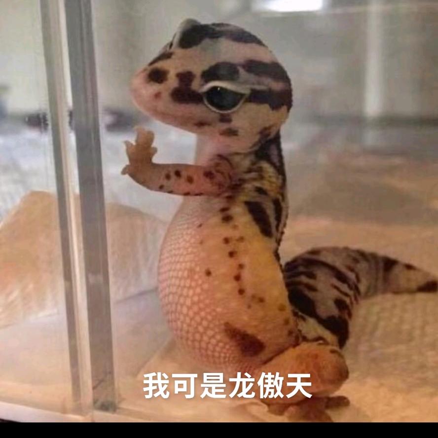 龙奥天