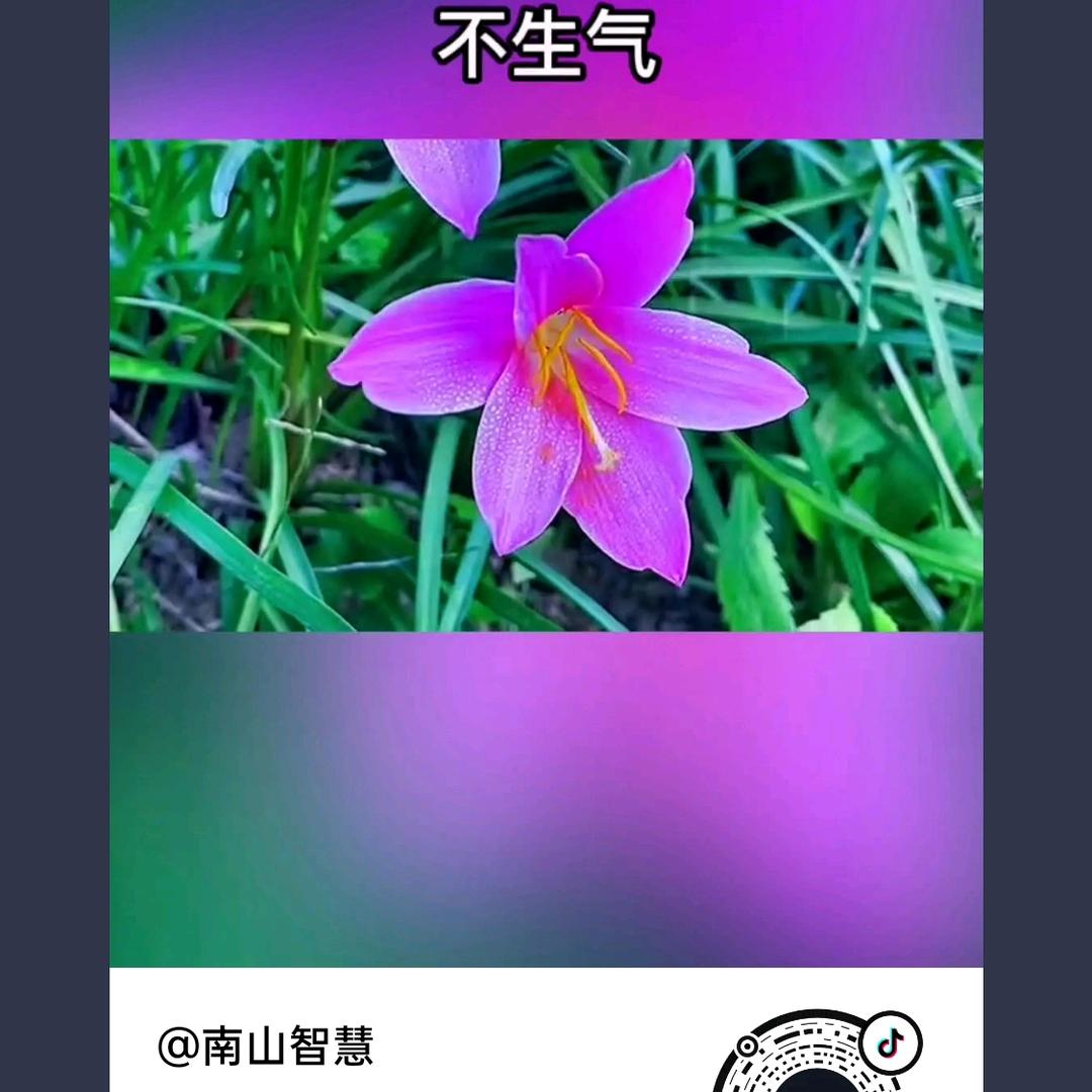 黄连哪有生活苦