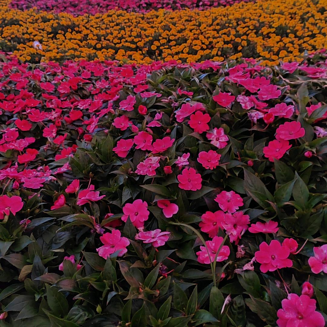 祁祁