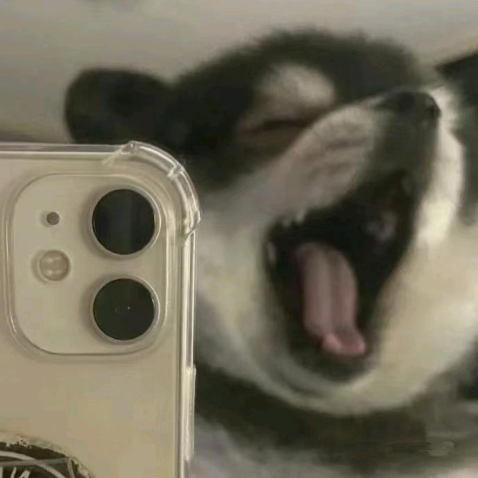 美丽的犀牛