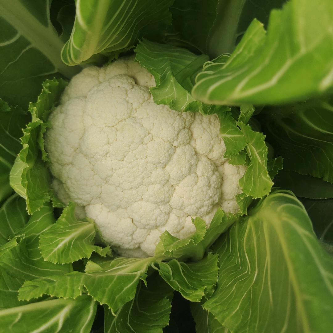 “&(๑><๑）风吹墙头草”就往两边蹈