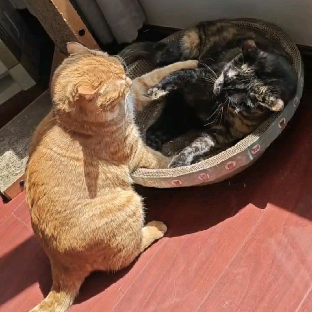 小猫如虎🐅