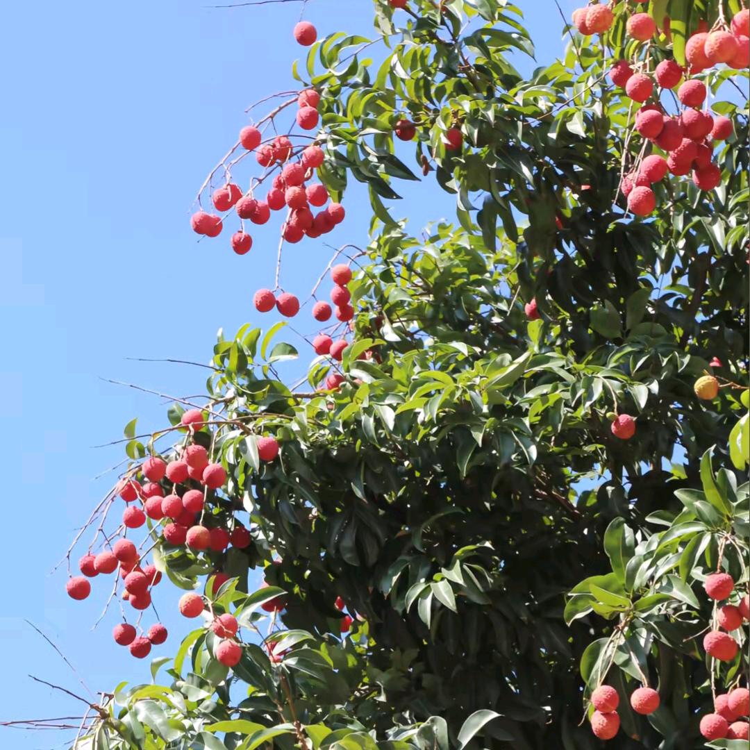南山荔枝