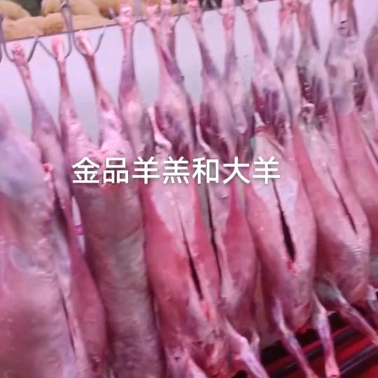 肃南草标羊肉清真的。
