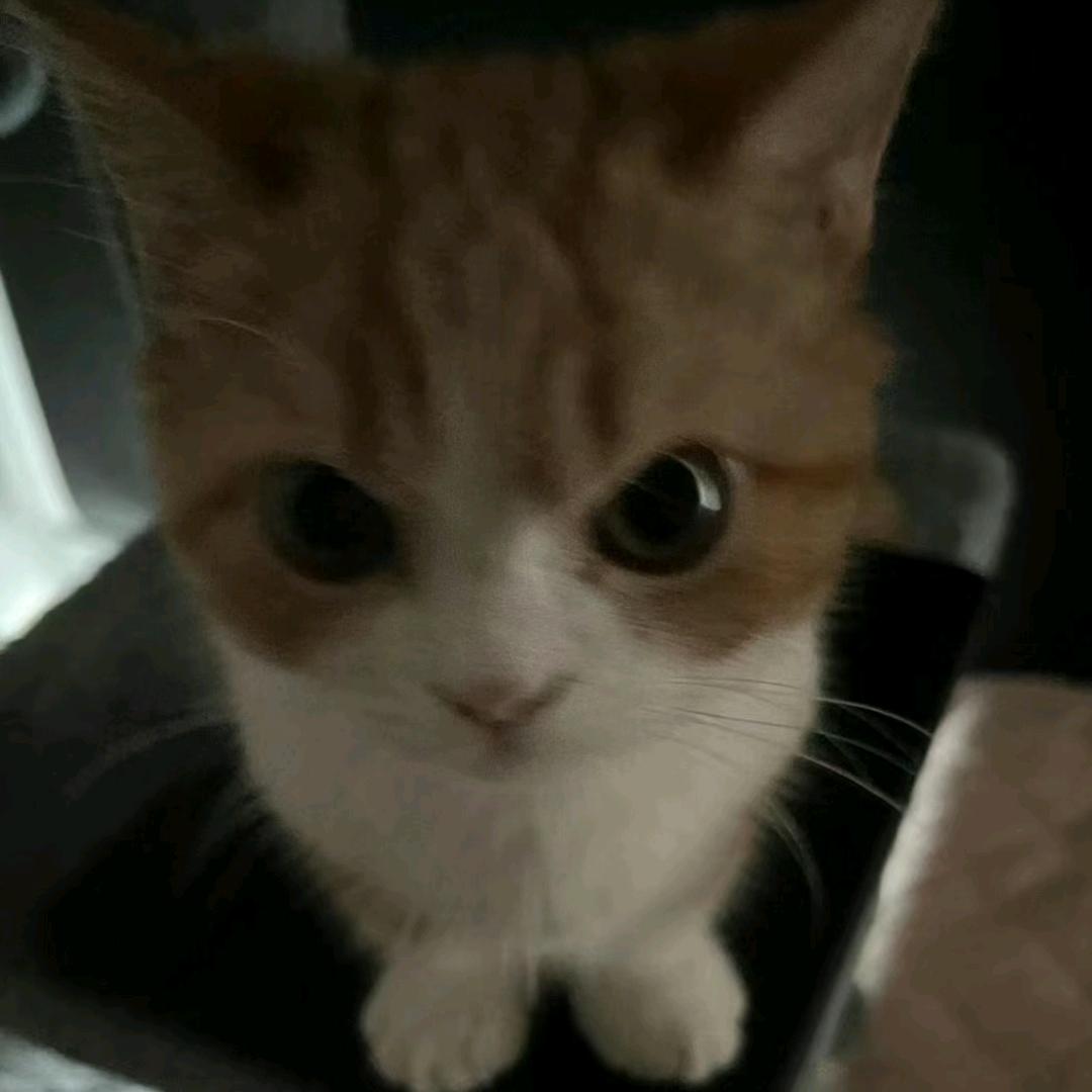 蟹条