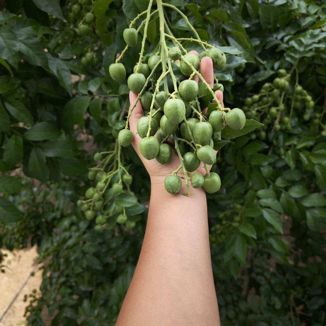 柠檬的远房表亲