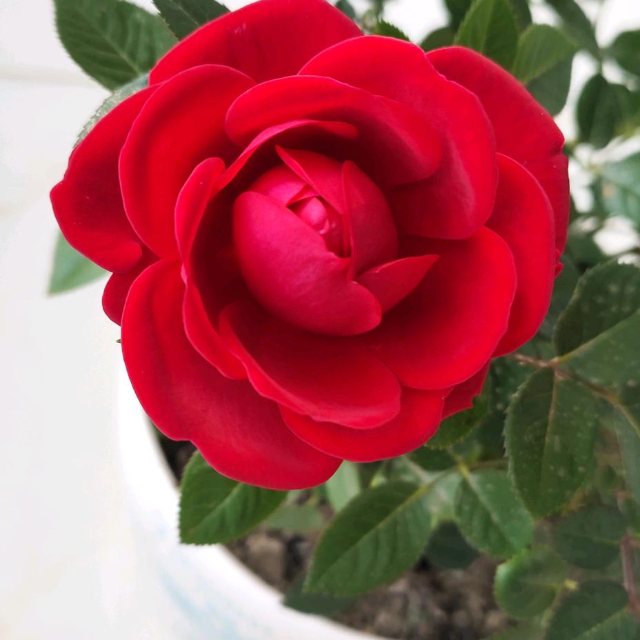 高高简笔画