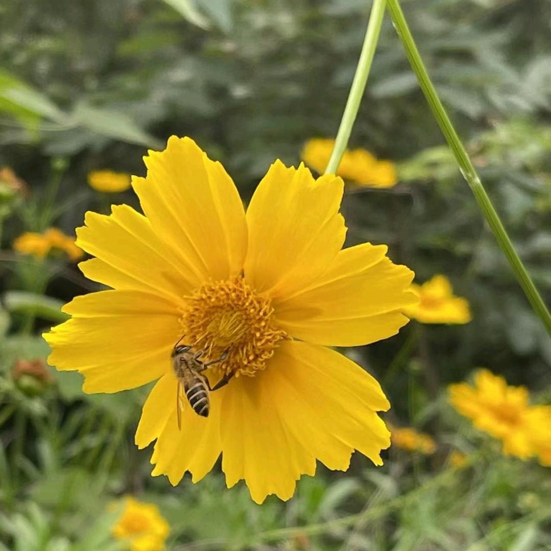 衍夏成歌