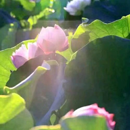 夏芳