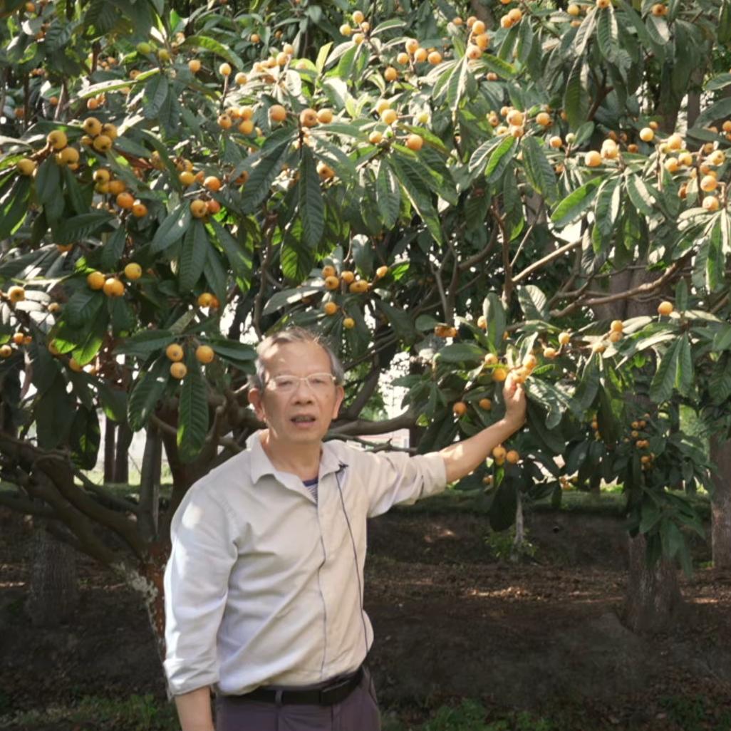 枇杷匠神州行