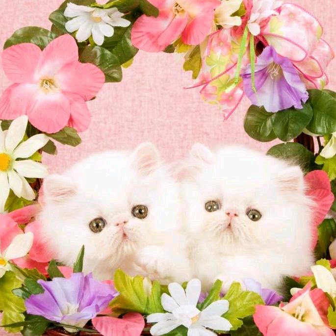 🕊꧔ꦿ小棉袄💞：