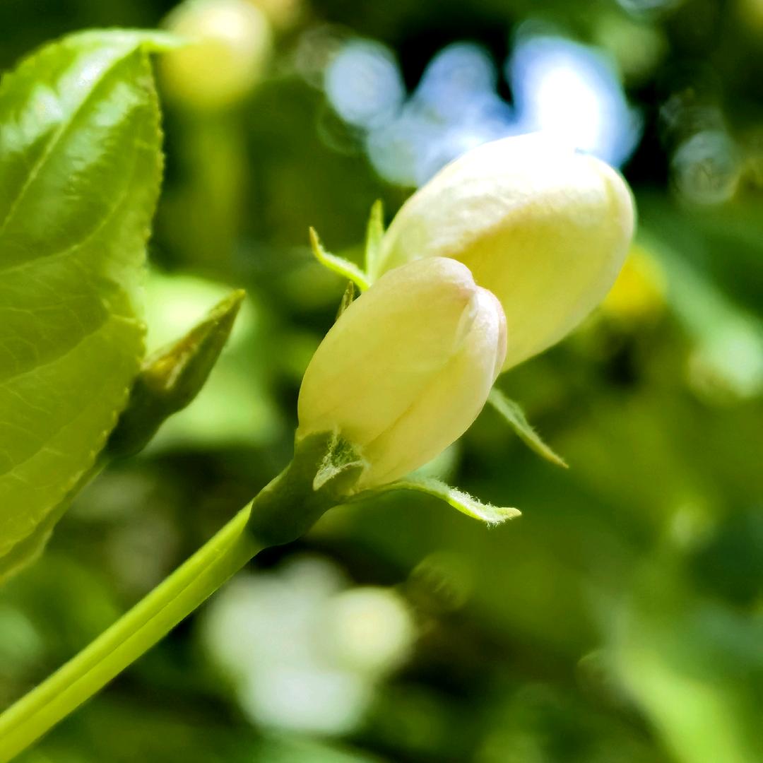 哈哈ｸﾞｯ!(๑•̀ㅂ•́)و✧