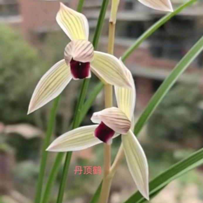 静心兰花2571见花出售
