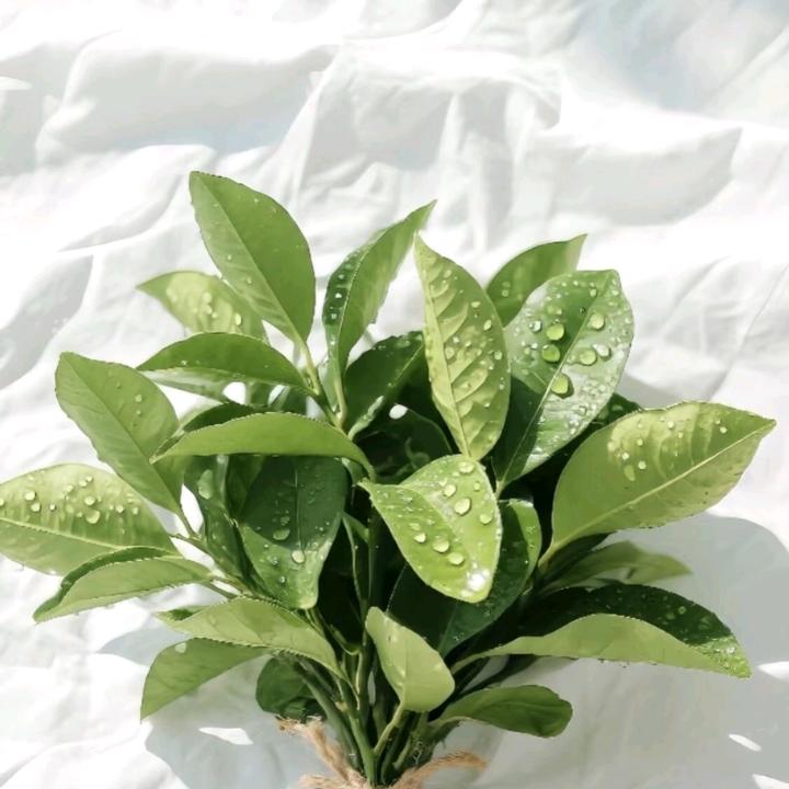 泡泡（幸运版）