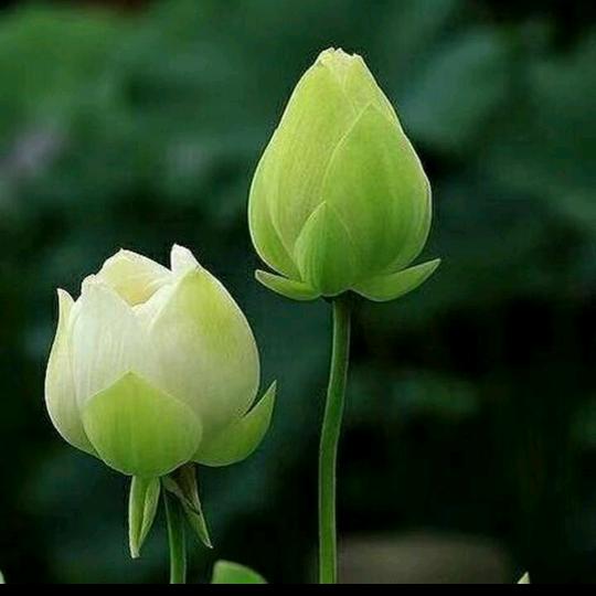 兰 （请勿连赞，谢谢）