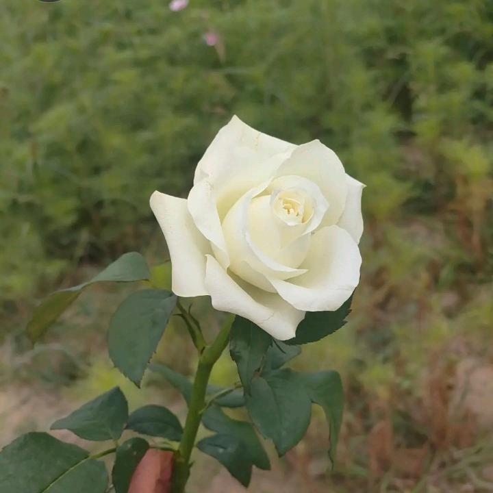 🌹🌹